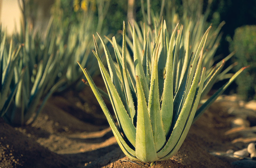 vegan-aloe
