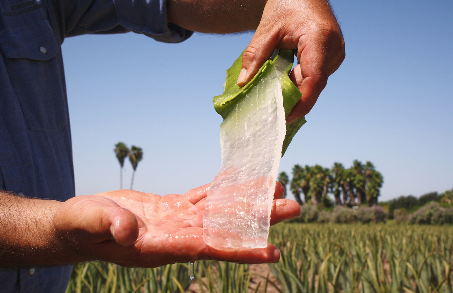 forever-living-aloe-vera-fields