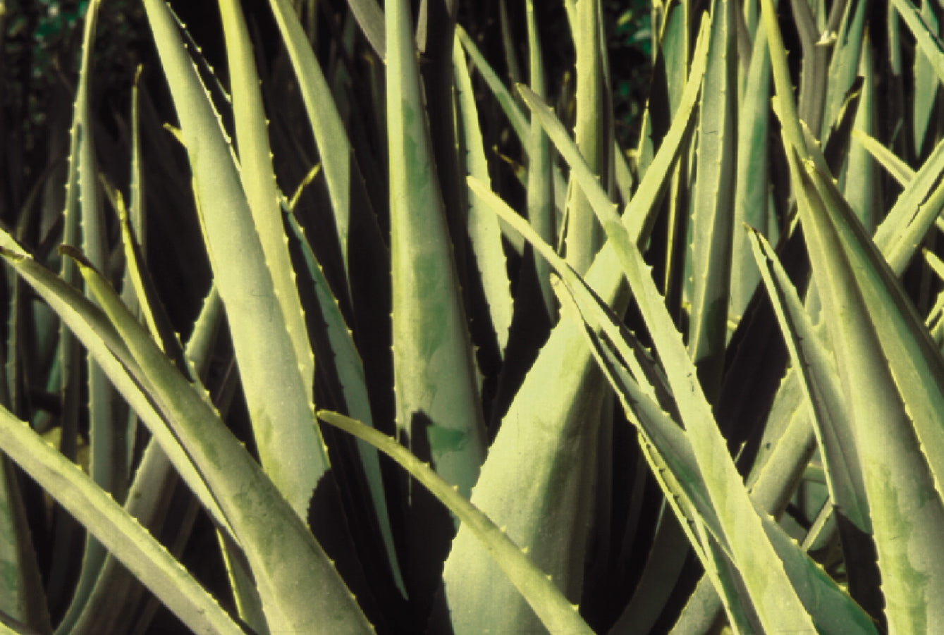 Video laden: der weg der aloe forever aloe